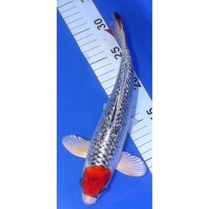 Ginrin Tancho Kujaku 25-30 cm