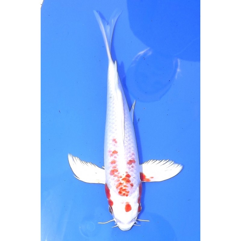 Maruten Hariwake voile 20-25 cm