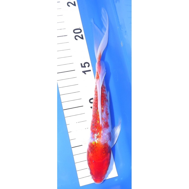 Ginrin Kohaku voile 20-25 cm