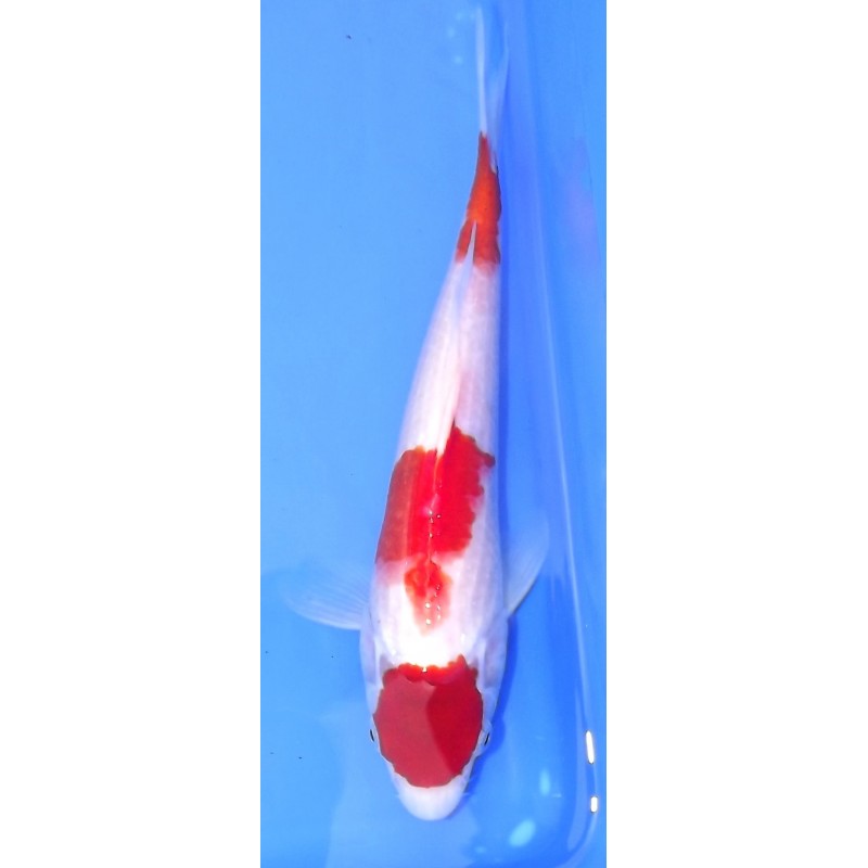 maruten kohaku 25-30cm