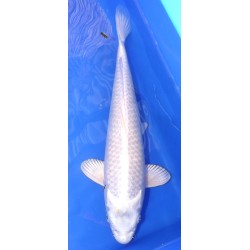 platinium /hariwake femelle 35-40cm