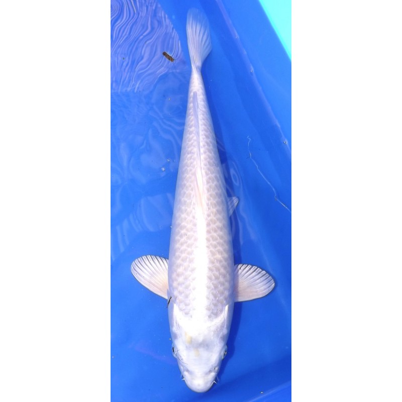 platinium /hariwake femelle 35-40cm