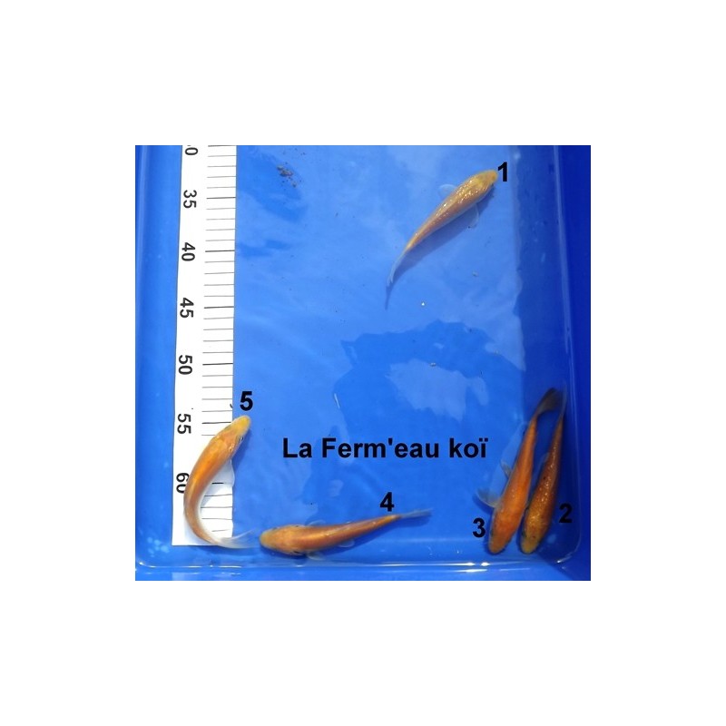 Tosaï : Karashigoï, Ginrin Karashigoï et Doitsu Karashigoï Hirasawa