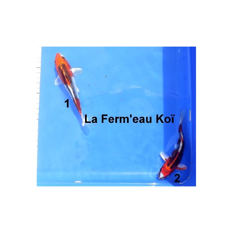 Tosaï : Kujaku Hirasawa