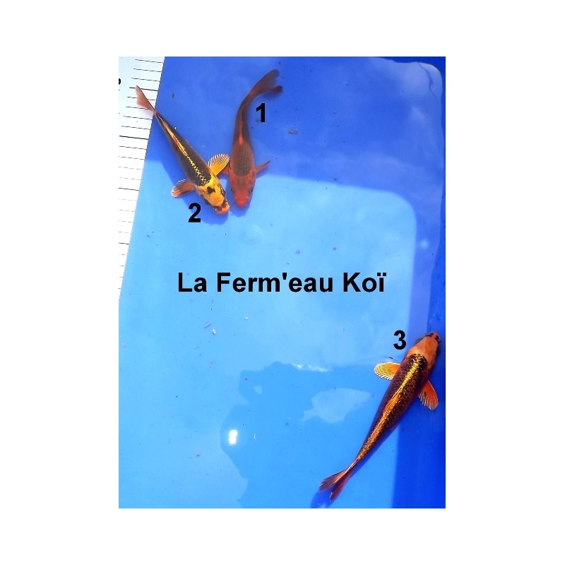 Tosaï : Matsuba Hirasawa