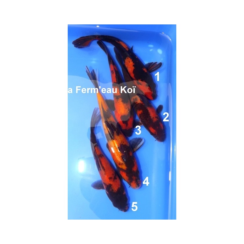 Tosaï : Hi Utsuri Hirasawa