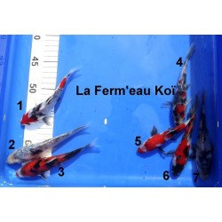 Tosaï : Showa et Ginrin Showa Hirasawa