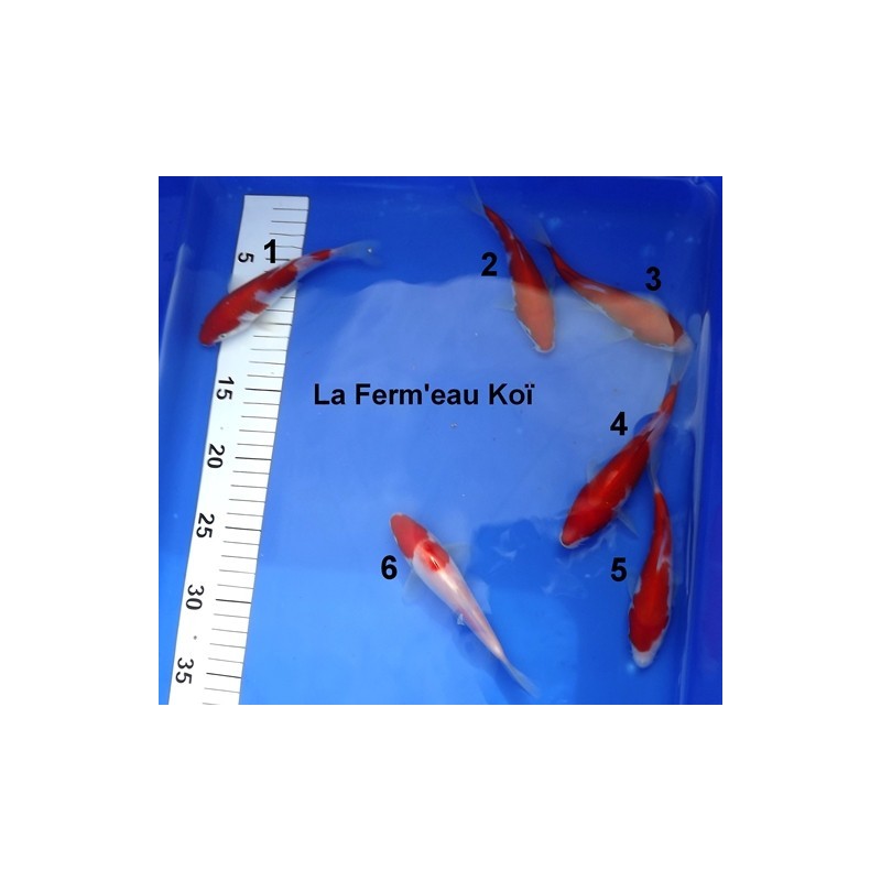 Tosaï : Kohaku Hirasawa