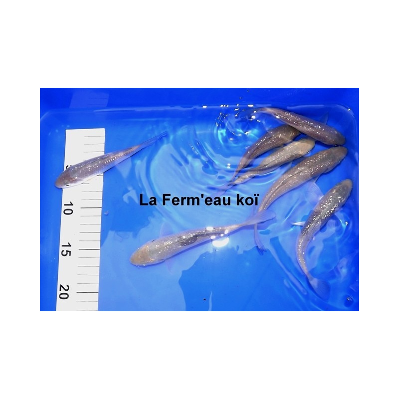 Tosaï : Ginrin Soragoï /Chagoï Hirasawa