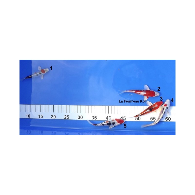 Tosaï : Doitsu Yamatonishiki Aoki