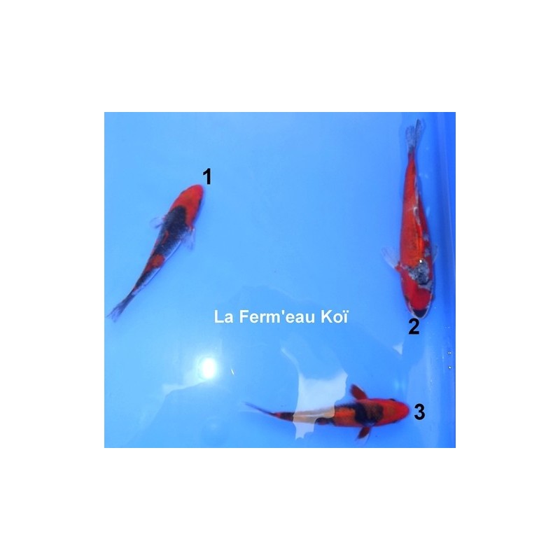 Tosaï : Goshiki Aoki