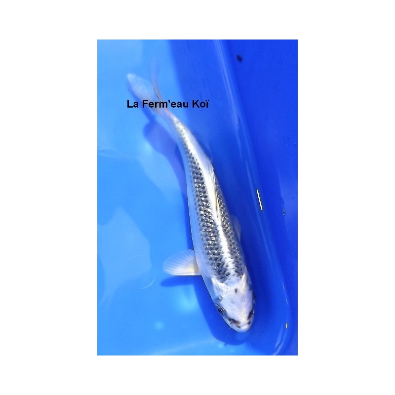 Tosaï : Ginrin Gin matsuba Aoki