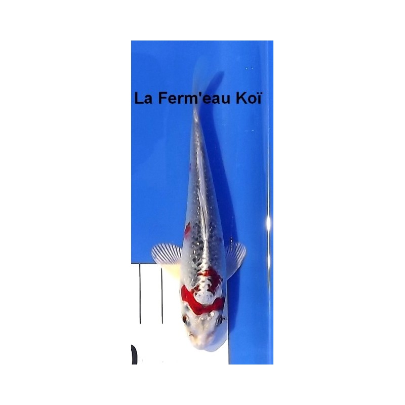 Tosaï : Kujaku Aoki