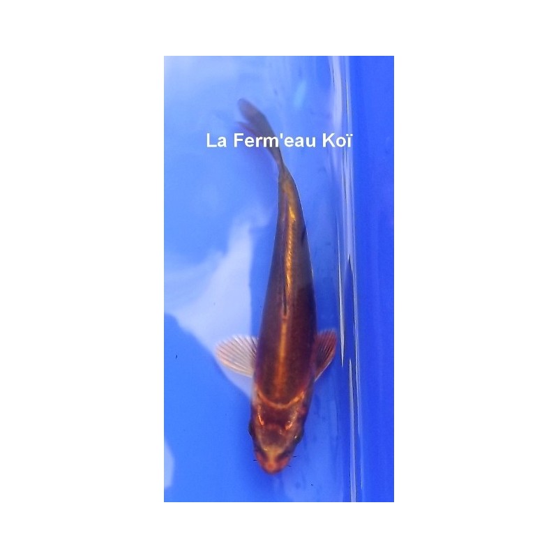 Tosaï : Kin Kikokuryu Aoki