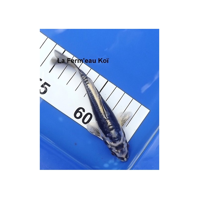 Tosaï : Kikokuryu Aoki