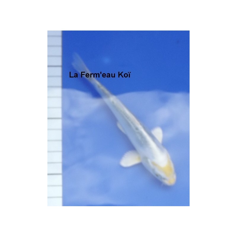 Tosaï : Doitsu Kujaku Aoki