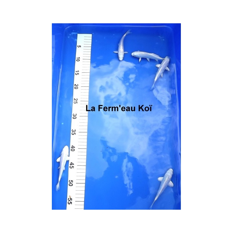 Tosaï : Platinium Choguro