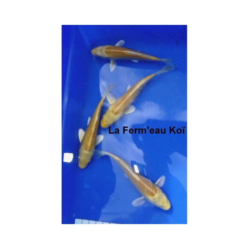 Tosaï : Yamabuki Hirashin