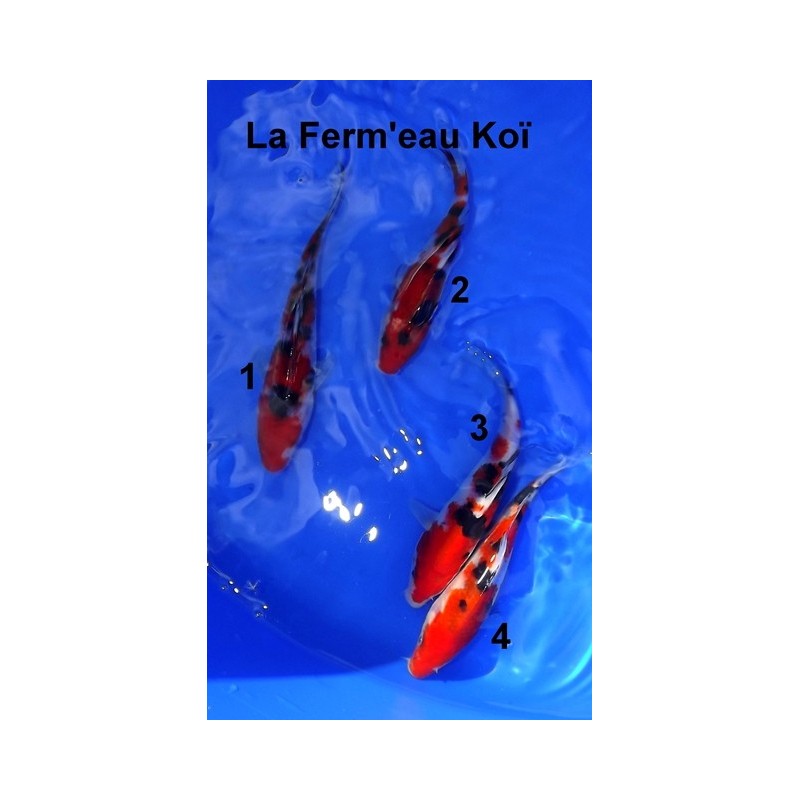 Tosaï : Sanke Marudo