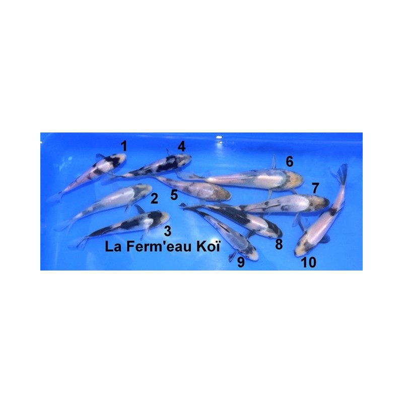 Tosaï : Shiro Utsuri Kaneko