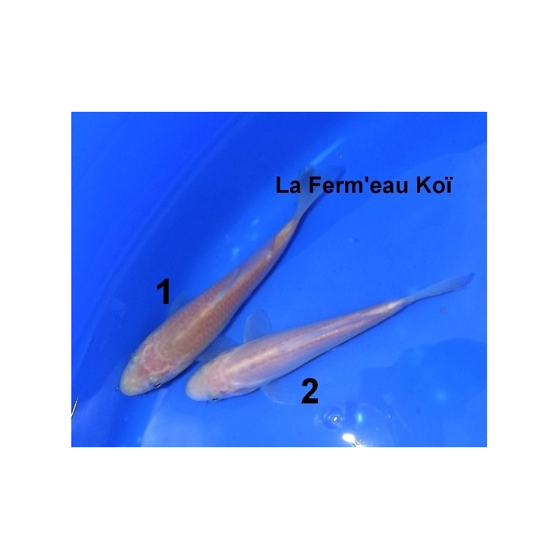 Tosaï : Doitsu Karashigoï Yamazaki