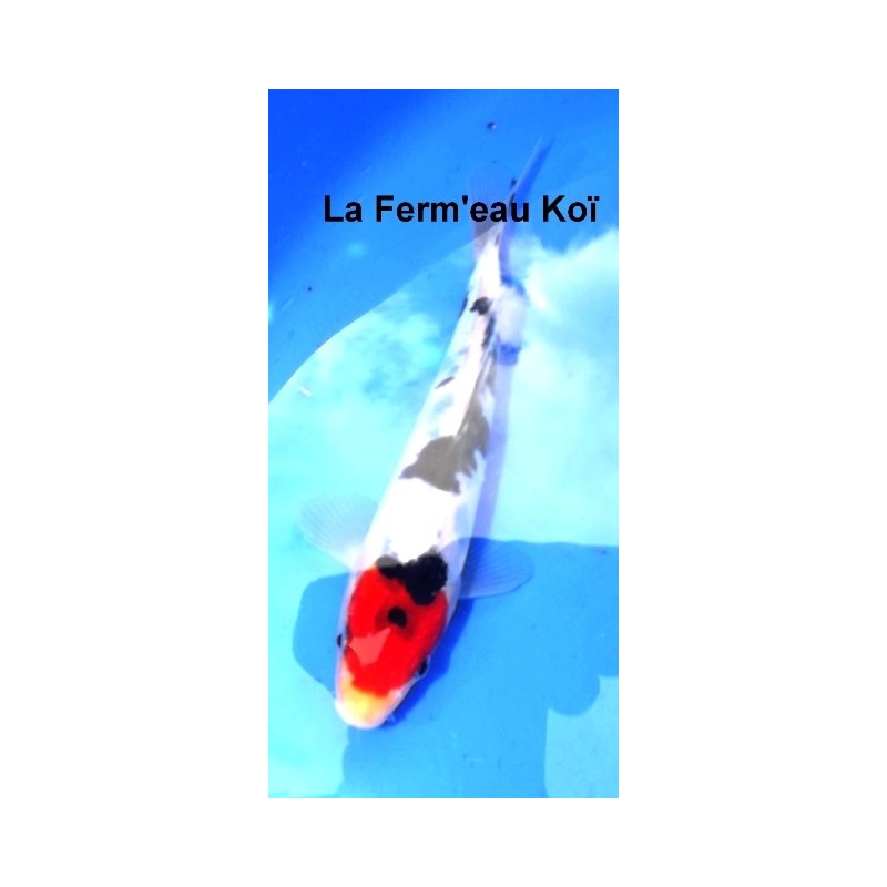 Tosaï : Doitsu Sanke Maruhide