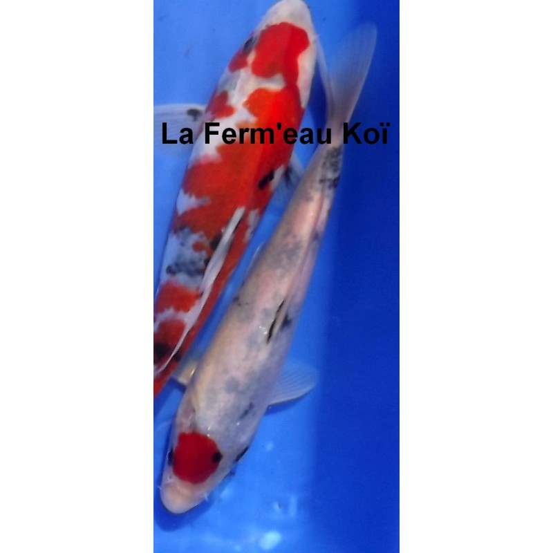 Jumbo Tosaï : Showa de chez Kase