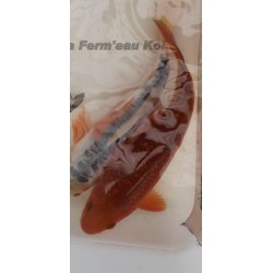 ginrin chagoï 20-25 cm