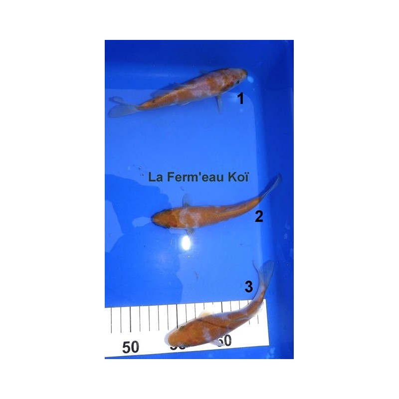 Tosaï : Ochiba Shigure Yamajyu