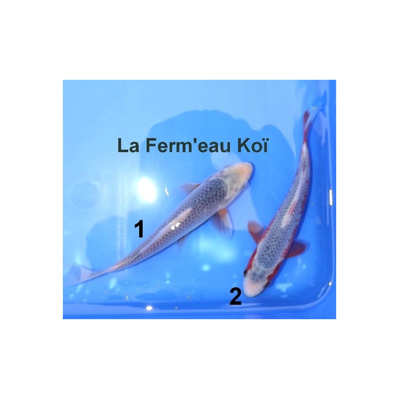 Tosaï : Asagi Yagenji