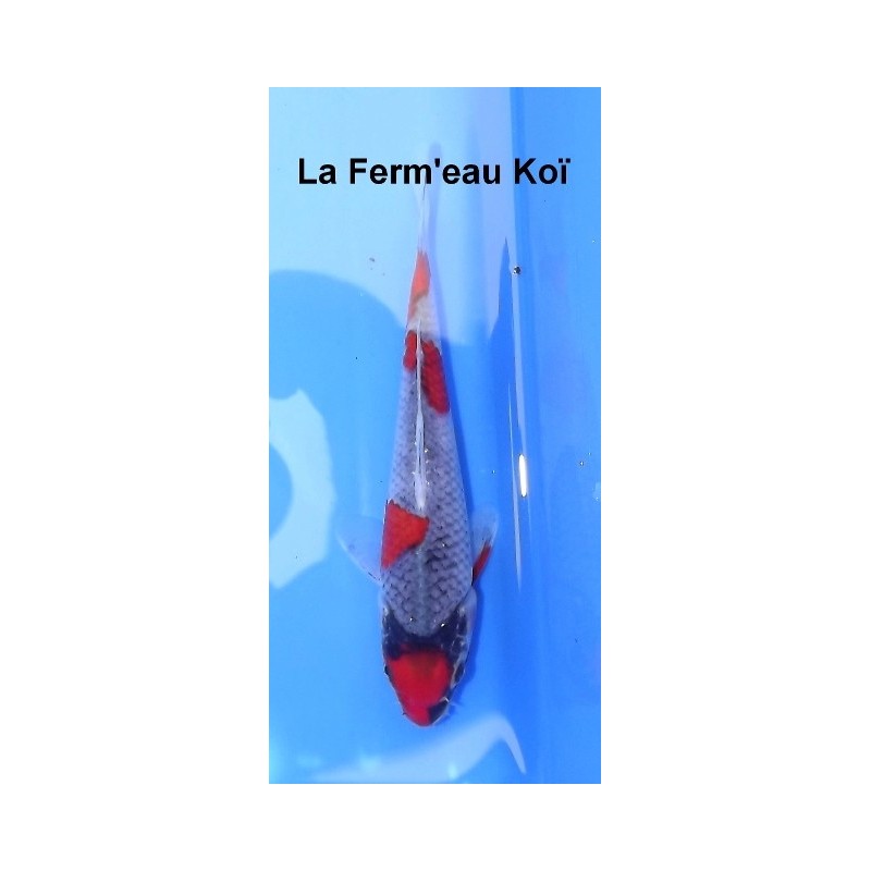 Tosaï : Goshiki Yagenji