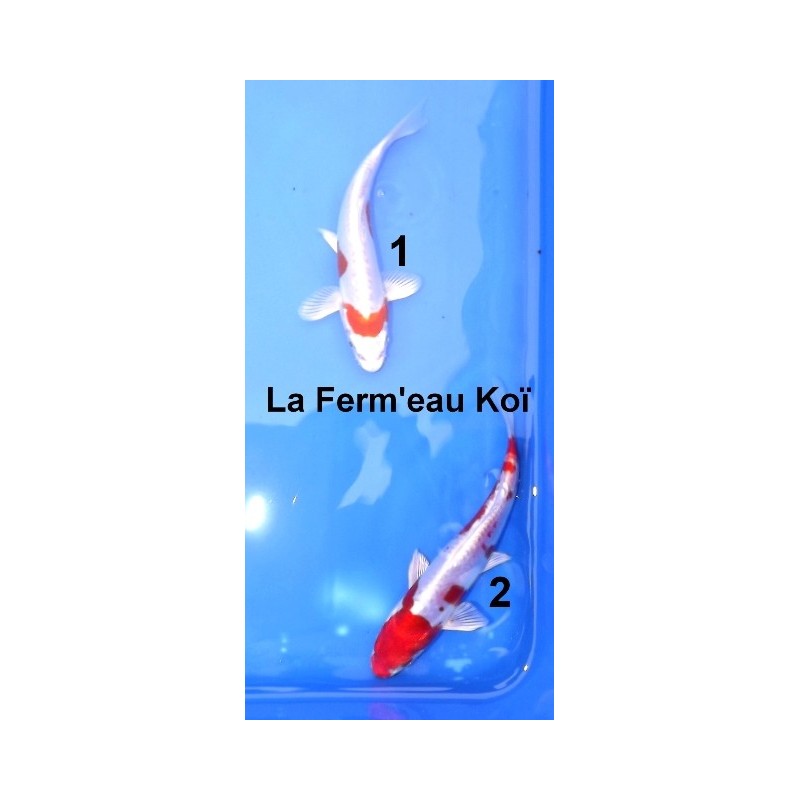 Tosaï : Kikusui Yagenji