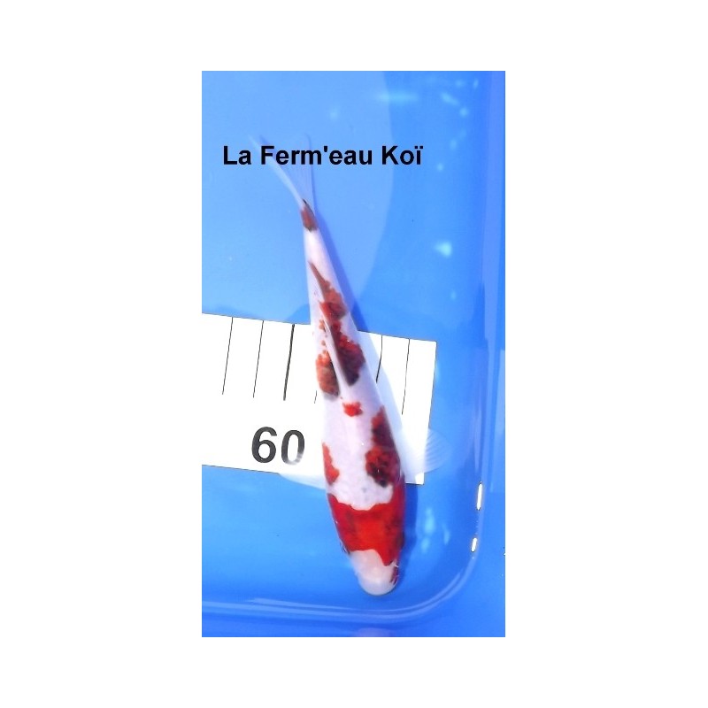 Tosaï : Ai Goromo Yagenji