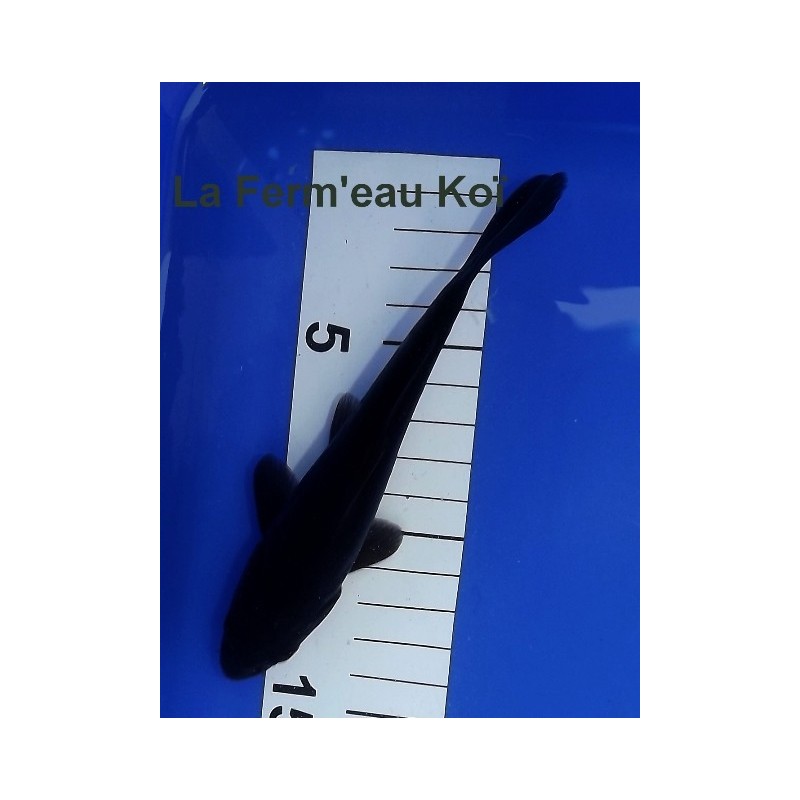 Tosaï : Doitsu Karasugoï Yamajyu