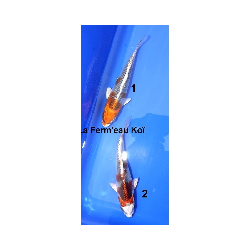 Tosaï : Kujaku Yagenji