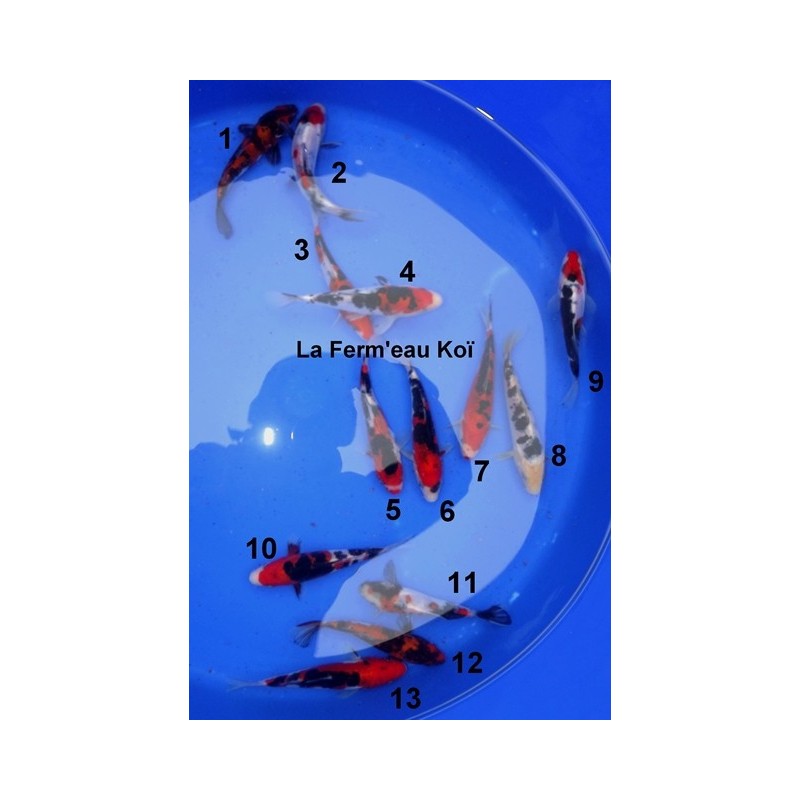 Tosaï : Doitsu Sanke / Doitsu Showa Maruhide