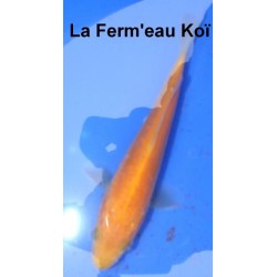 Tosaï : Doitsu Karashigoï n°6 Hirasawa