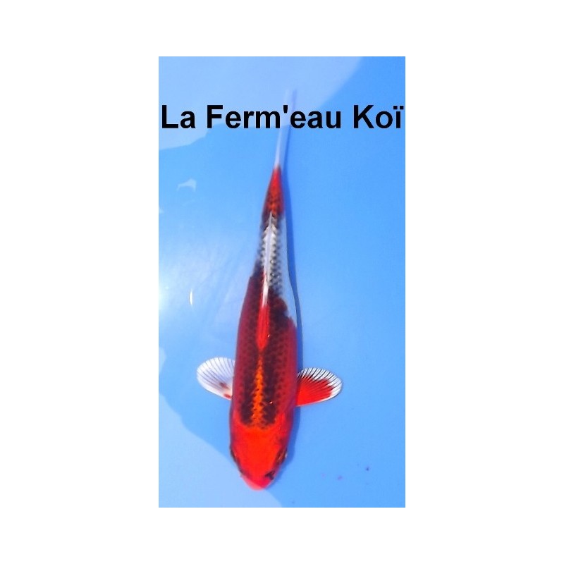 Tosaï : Kujaku Hirasawa