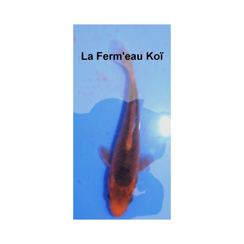 Tosaï : Hi Asagi Hirasawa