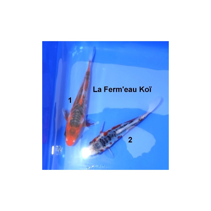 Tosaï : Shusui et Hi Shusui Hirasawa