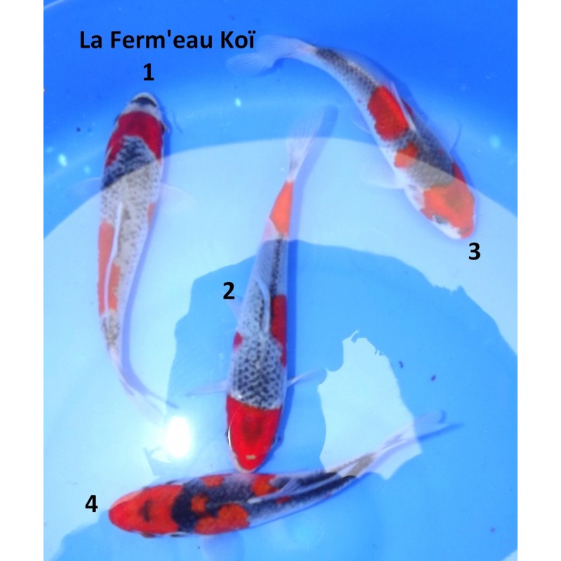 Tosaï : Goshiki High Quality Kawakami