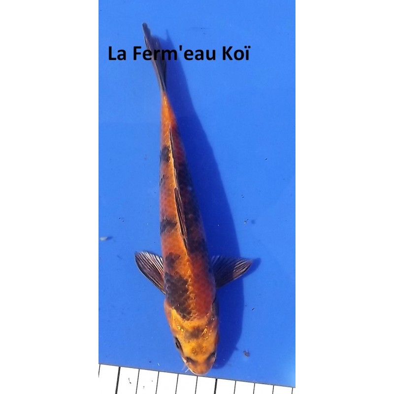 Tosaï : Kin Ki Utsuri High Quality Oofuchi