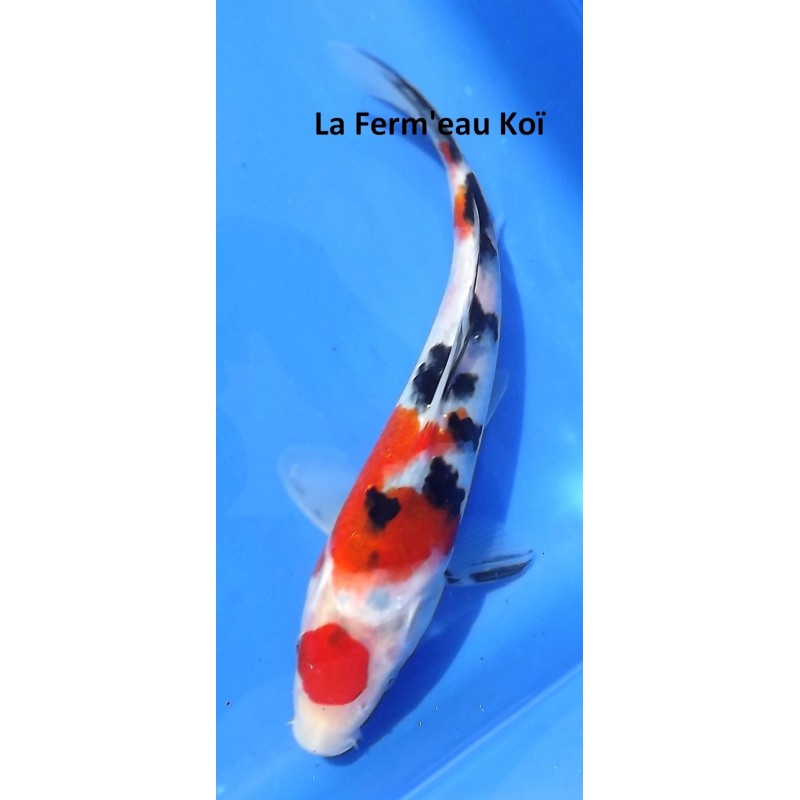 Tosaï : Taisho Sanke High Quality Oofuchi