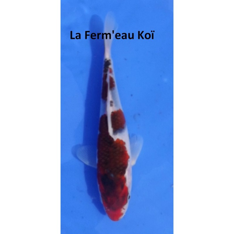 Tosaï : Goromo High Quality Oofuchi