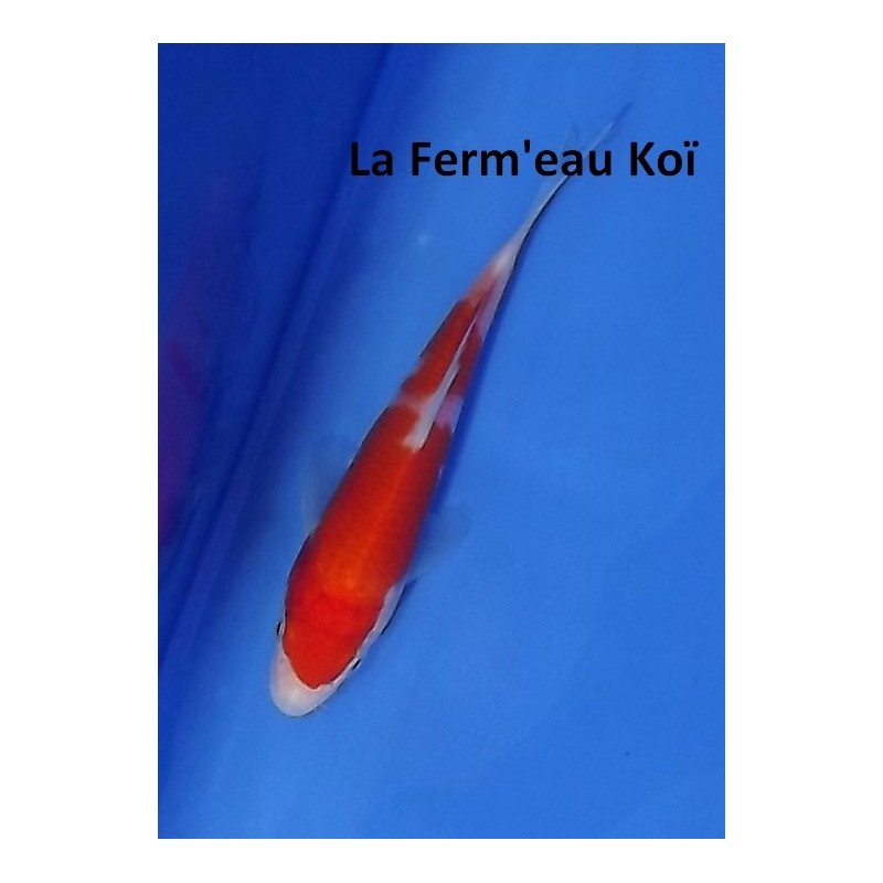 Tosaï : Kohaku d'Ikarashi Ozumi