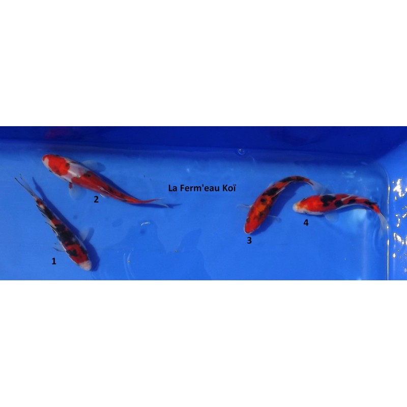 Tosaï : Doitsu Gosanke d'Ikarashi Ozumi