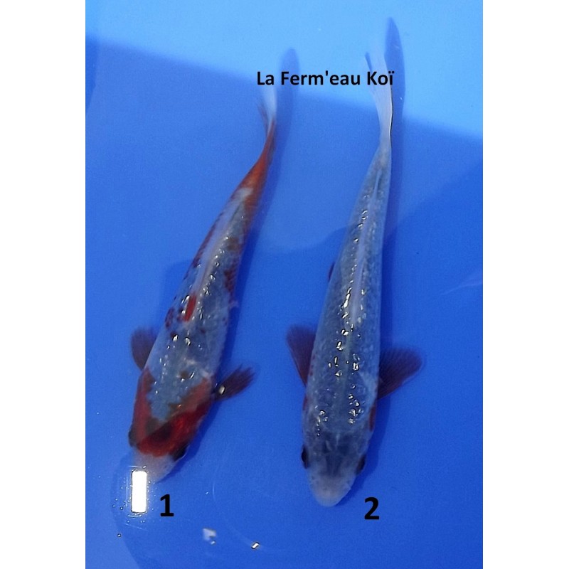 Tosaï : Ginrin Asagi et Ginrin Konjo Asagi d'Ikarashi Ozumi