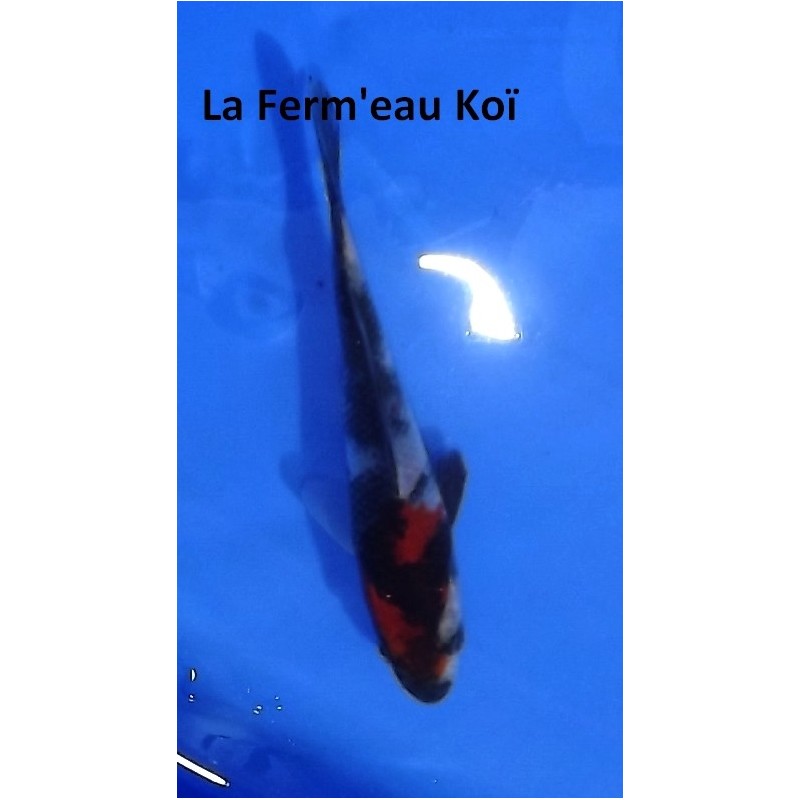 Tosaï : Showa d'Ikarashi Ozumi