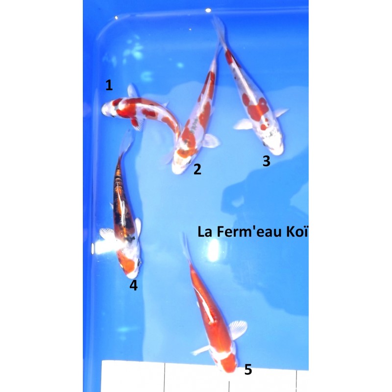 Tosaï : kikusui et Doitsu Yamatonishiki d'Ikarashi Ozumi