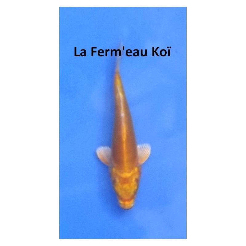 Tosaï : Doitsu Orenji d'Ikarashi Ozumi